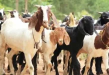 चितवनमा दसैँलक्षित खसीबोकाको व्यापार ३० करोड नाघ्ने, स्थानीय उत्पादनले भारतको निर्भरता शून्य